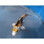  цветной карп 15cm Германия золотой Showa товар высокого качества. ( голова . Panda узор .... ... земля ... динамик .. рисунок. Contrast камыш .... ). другой неизвестен. No.04139