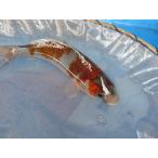  цветной карп 19cm. цвет .. лист серия . другой неизвестен. No.0447