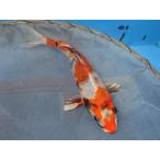  цветной карп 18cm золотой Showa . другой неизвестен. No.0452