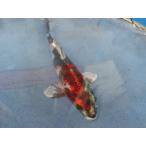  цветной карп 16cm золотой Showa . другой неизвестен. No.0453