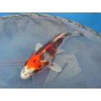  цветной карп 17cm золотой Showa . другой неизвестен. No.0454