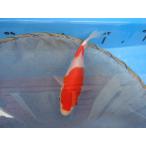  цветной карп 18cm. белый . другой неизвестен. No.0457