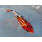  цветной карп 16cm Showa три цвет . другой неизвестен. No.0460