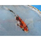  цветной карп 18cm Showa три цвет . другой неизвестен. No.0461