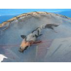  цветной карп 14cm белый ... другой неизвестен. No.0462