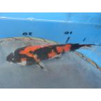  цветной карп 20cm. Showa . другой неизвестен. No.0531