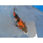  цветной карп 18cm Showa три цвет . другой неизвестен. No.0544