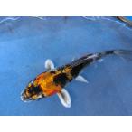  цветной карп 14cm золотой Showa . другой неизвестен. No.0643