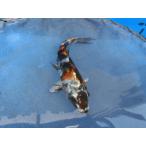  цветной карп 16cm золотой Showa . другой неизвестен. No.0675
