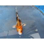  цветной карп 13cm золотой Showa . другой неизвестен. No.0689