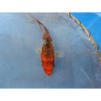  цветной карп 14cm серебряный .. цвет . другой неизвестен. No.0713