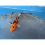  цветной карп 13cm золотой Showa . другой неизвестен. No.0719