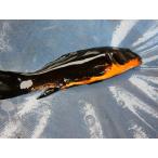 錦鯉１４ｃｍ漆墨　烏鯉（からすこい）腹赤　和鯉　性別不明です　No.0736