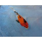  цветной карп 13cm Showa три цвет . другой неизвестен. No.0746