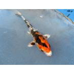  цветной карп 17cm золотой Showa . другой неизвестен. No.0808