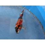  цветной карп 16cm золотой Showa . другой неизвестен. No.1141