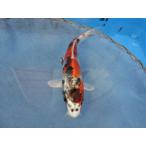  цветной карп 18cm золотой Showa . другой неизвестен. No.1205