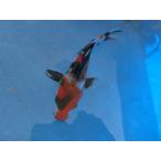  цветной карп 14cm Showa три цвет . другой неизвестен. No.1227