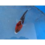  цветной карп 14cm индиго .... серия . другой неизвестен. No.1233