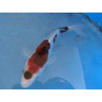  цветной карп 17cm индиго .... серия . другой неизвестен. No.1237