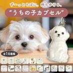 犬 猫 毛 キーホルダー 犬の毛を入れるキーホルダー 猫の毛を入れるキーホルダー ペットの毛 抜け毛収納キーホルダー メモリアルグッズ 透明ケース 愛犬 ペット