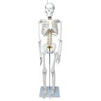 ** физиотерапевт x целый body .W.. тело человека модель 1/2 все тело .. модель . модель примерно 85cm.. образец .. модель [ передвижной .. превосходный все тело модель ] немного царапина . загрязнения есть 