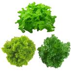  Smile leaf spika нет пестициды овощи lettuce 3 вид (6 штук ) - прохладный -