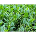  специальный отбор Taiwan высота гора чай [.. гора .. высота гора чай ]50g