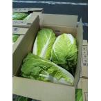  китайская капуста Kyushu каждый префектура производство 1 кейс 5 шар ~8 шар входить Tanaka Sho-ten