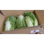  китайская капуста Kyushu каждый префектура производство 1 кейс 3 шар ~4 шар входить Tanaka Sho-ten