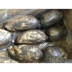 be Zip ru renkon 4kg грязь имеется иметь машина культивирование земля ... химия удобрение пестициды не использование Saga префектура производство лотос лотос корень красота . здоровье .