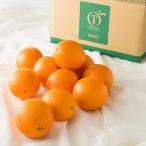  Shinjuku Kouya Day Fruittei фрукты orange B #29100