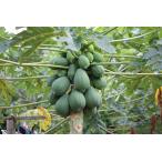  синий папайя примерно 2kg(2 шар -6 шар ). дом для здесь .. лампочка отгрузка 