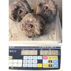  конняку клубень Ibaraki префектура большой . блок производство ......(2kg)