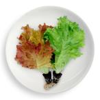  свежий!.. длина! Mix lettuce 80g химия удобрение / пестициды не использование, aqua poniks сельское хозяйство закон. . овощи, заказ . входить .. из .., корень земля имеется . свежий . доставка FI