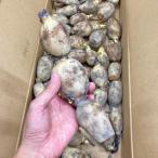  земля имеется renkon префектура Аичи производство примерно 5kg S~L размер эластичность ....