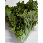  Gifu префектура производство гидропонная культура свежий leaf lettuce зеленый примерно 15 шт передний и задний (до и после) для бизнеса рефрижератор 