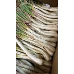  остров rakkyou 3 kilo главным образом .. остров производство . отправляем.