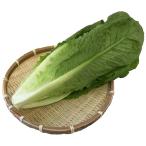  свежий водная культура овощи ro основной lettuce для бизнеса роза KG.