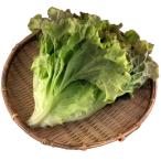  свежий водная культура овощи Sunny lettuce для бизнеса роза KG.