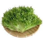  свежий водная культура овощи оборка lettuce для бизнеса роза KG.