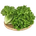  свежий водная культура овощи flair bell для бизнеса роза KG.