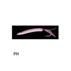 ヤマシタ 447-668 サーフ弓角2 40mm PH ルアー 疑似餌 仕掛け パーツ 海釣り 釣具 つり フィッシング ヤマリア