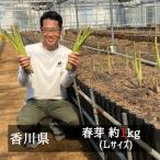 香川県オリジナルアスパラガス カトちゃん農園のさぬきのめざめセミロング（約３０ｃｍ）春芽　約１ｋｇ　Ｌサイズ