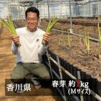 香川県オリジナルアスパラガス カトちゃん農園の細物さぬきのめざめセミロング（約３０ｃｍ）春芽　約１ｋｇ　Ｍサイズ