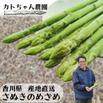 さぬきのめざめ  Lサイズ以上 約500g セミロング30cm前後 香川県産 春芽〜夏芽 アスパラ