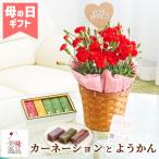 母の日 2024 花とスイーツ カーネーション(赤) 鉢植え ようかん いつもありがとうピック付き 限定 セット プレゼント フラワーギフト 菓子 抹茶 羊羹 贈り物