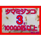 タマミジンコ　3g   10000匹以上
