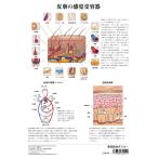 皮膚の構造（美容教材ポスター）A3サイズ