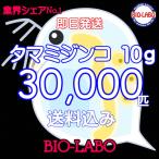 ショッピングメダカ 送料無料　タマミジンコ　10ｇ　活餌　メダカ　金魚　熱帯魚の餌に